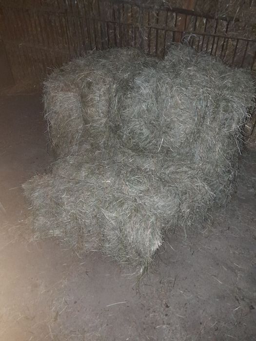 Świerze siano polecam