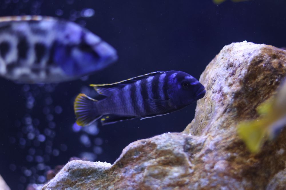 Pseudotropheus saulosi (M/F) - Ciclídeos Africanos