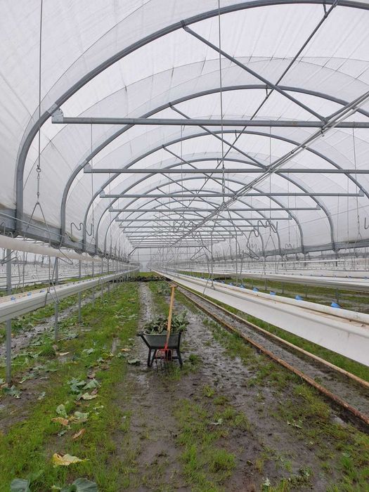 Tunele Zblokowane Haygrove Ezvent Tunel Foliowy 12.000m 1.2 Ha