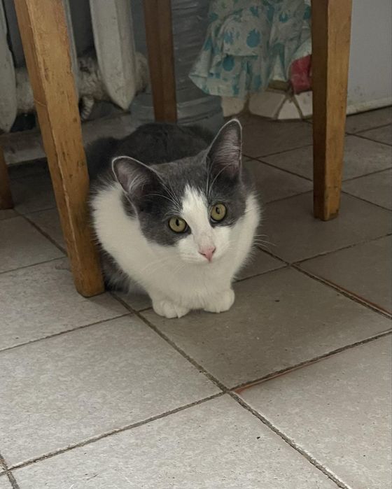 Юний красунчик шукає сімʼю