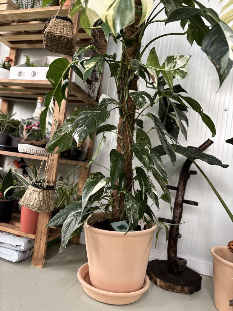 Epipremnum Pinnatum ‘Albo Variegata’