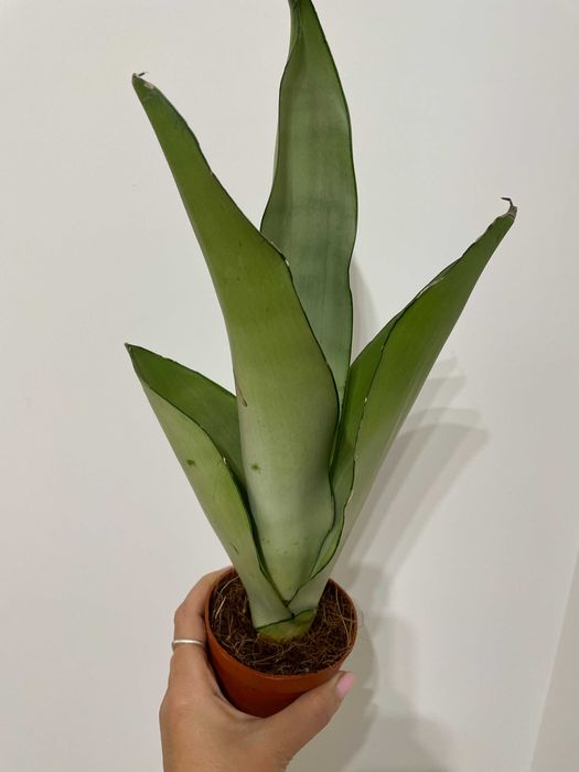 Сансевієрія  Moonshine, Фікус Belize