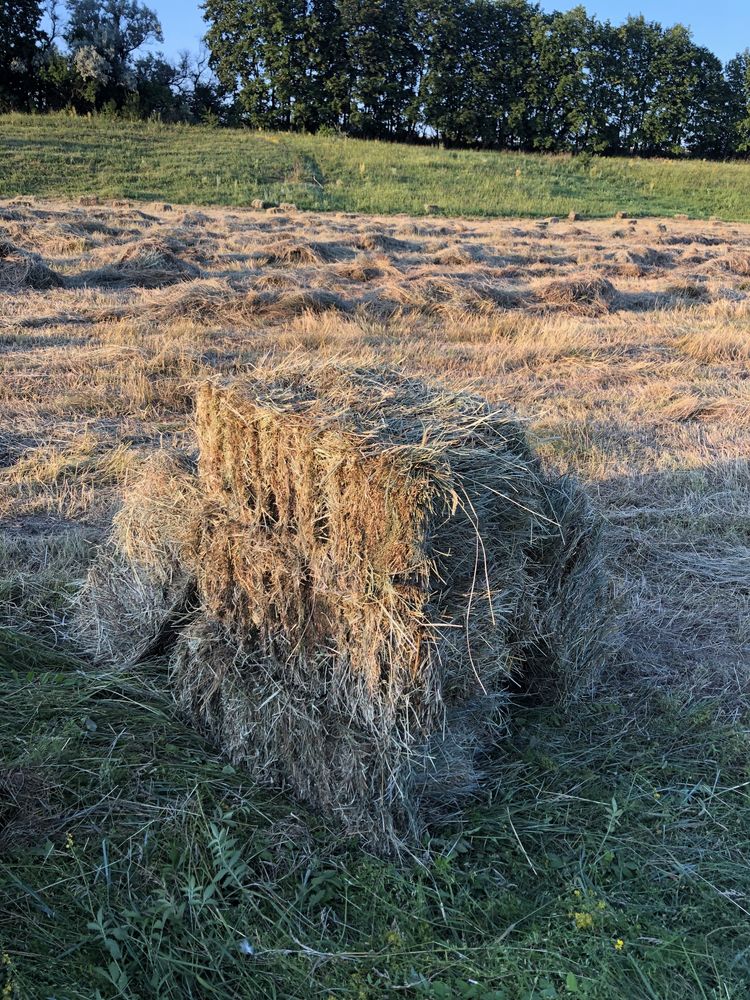 Сено в тюках