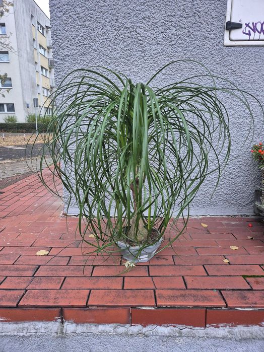 Nolina BEAUCARNEA d26 h100