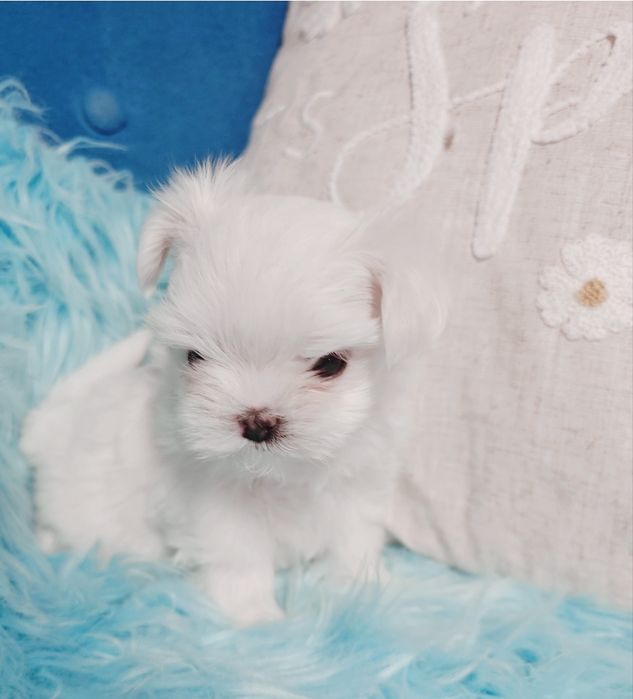 Śliczny piesek xxs maltańczyk* rodowód* czip