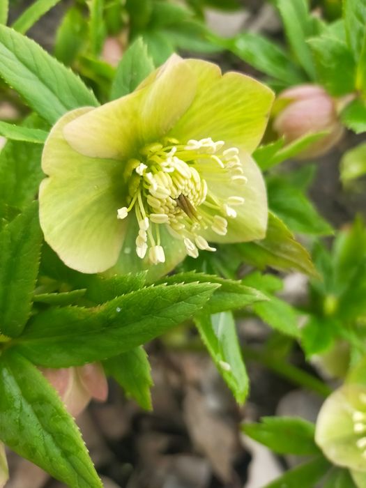 Продам Морозник.