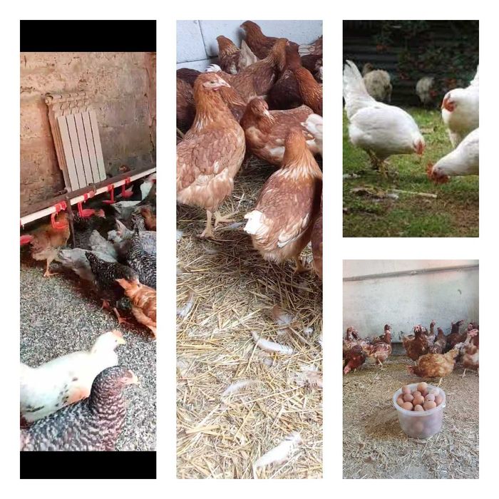 Продам кури несушки! Доставка безкоштовна. Тараща!