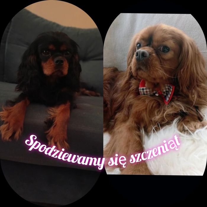 Zapowiedź maluszków Cavalier King Charles spaniel Zapraszam