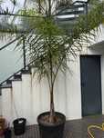 Coqueiro de jardim (syagrus romanzoffiana)