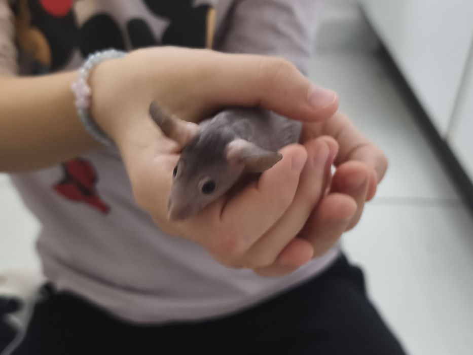 Mysz, myszka rasowa, myszy, myszki rasowe, bezwłose samiczki