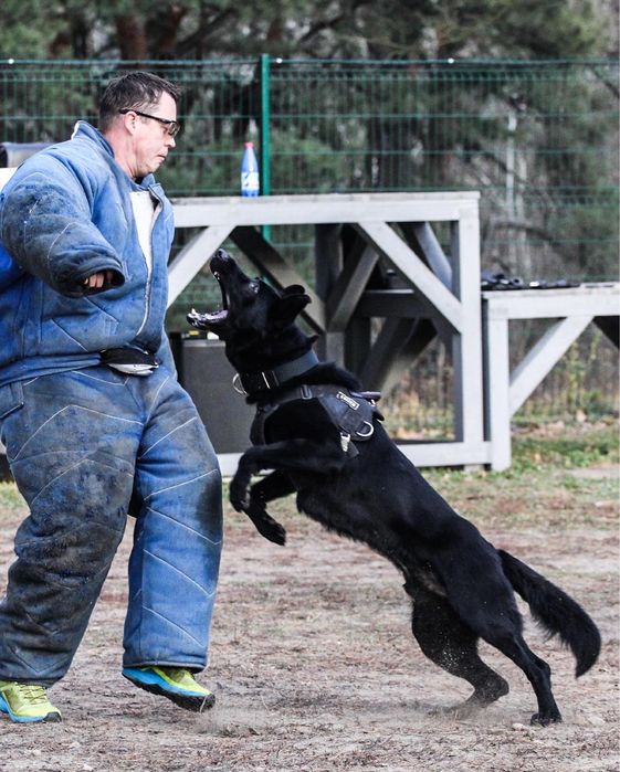 Кобель для вʼязки німецької вівчарка робочого розведення