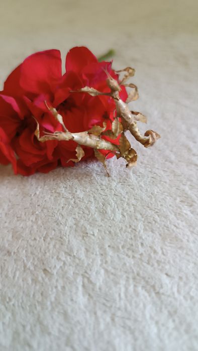 Подарунок сюрприз  палочник