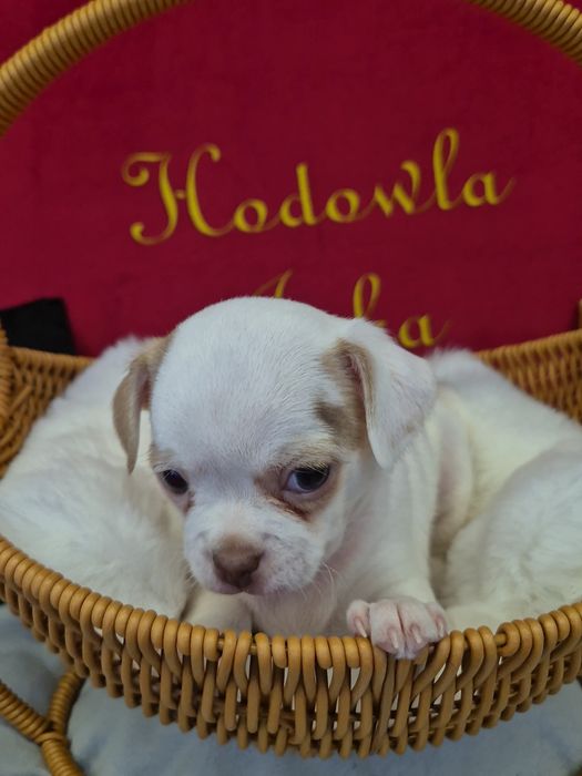 Chihuahua tessa przepiekna dziewczynka krótkowłosa