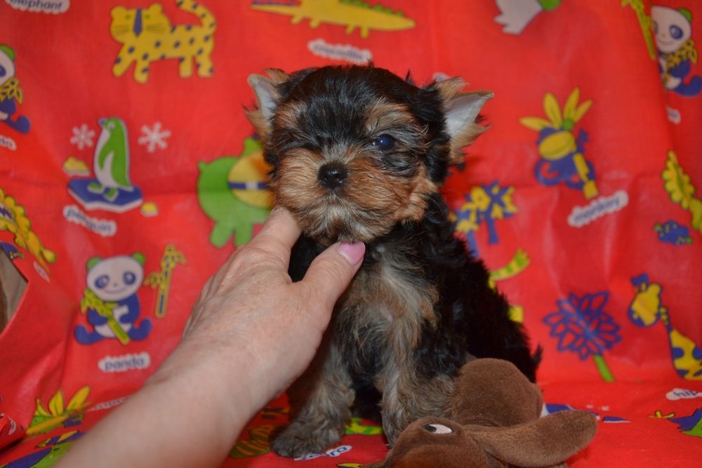 Породний хлопчик готовий до переїзду