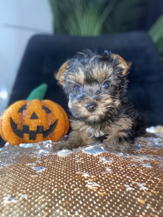 Міні хлопчик від красивих батьків на Різдво 2 міс