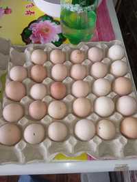 Опт и розница яйца для инкубации Адлер мясо-яичный,отправка по Украине