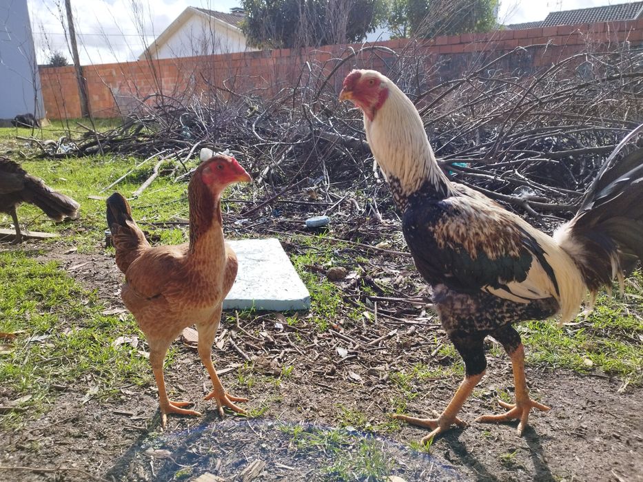 Ovos para incubação