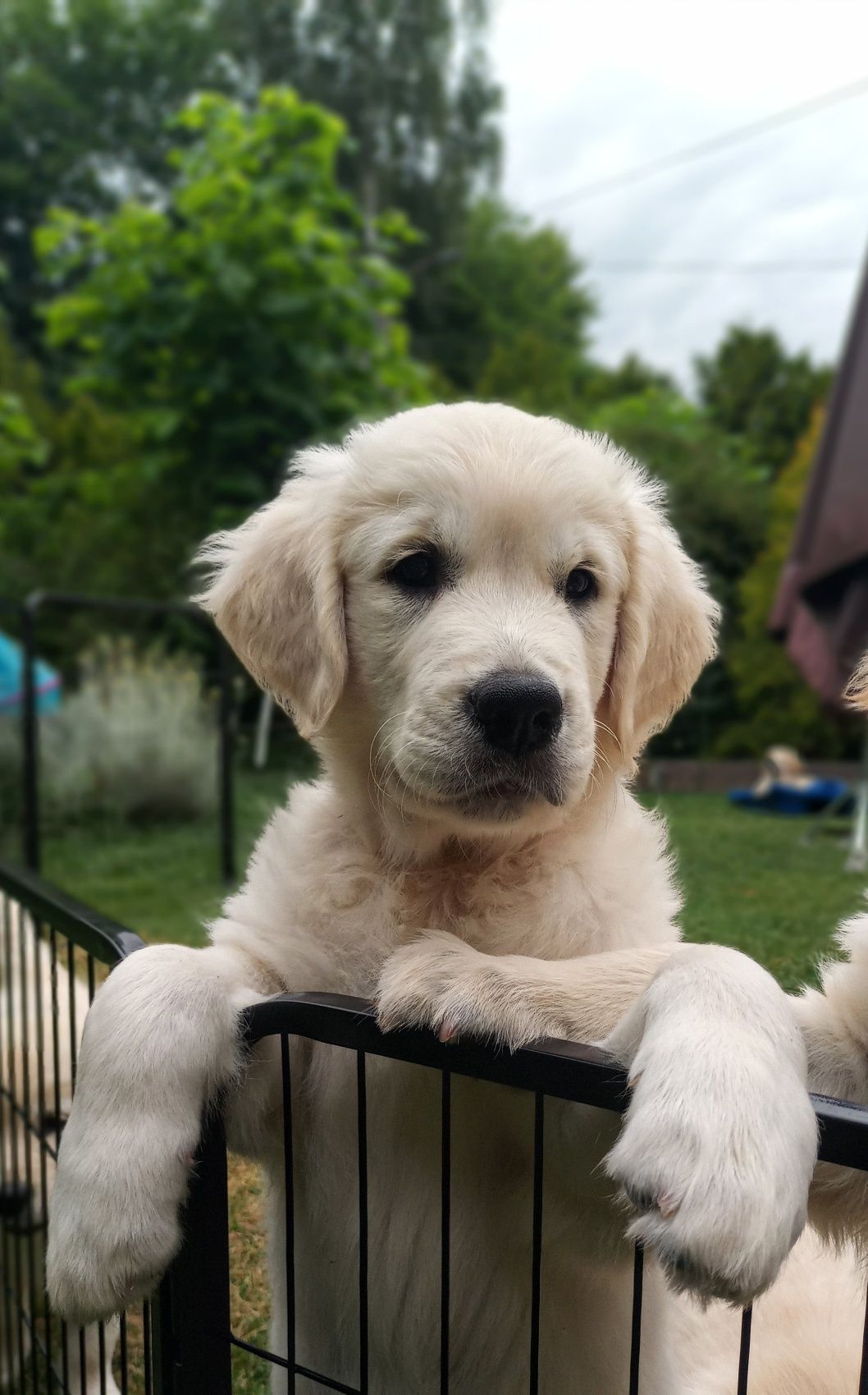 Golden retriever ZKwP FCI Gotowy do odbioru
