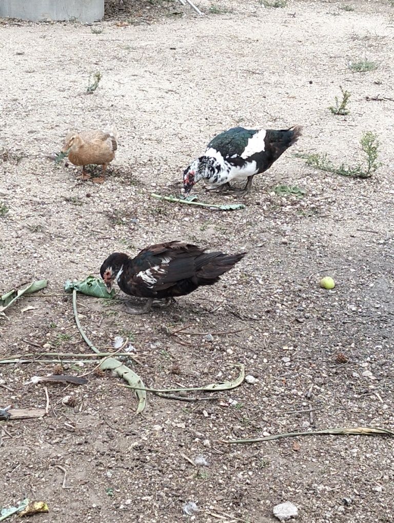 Casal de pato mudo