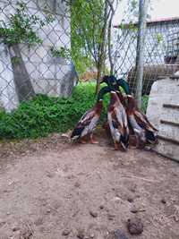 Kaczory biegusy kaczki francuskie