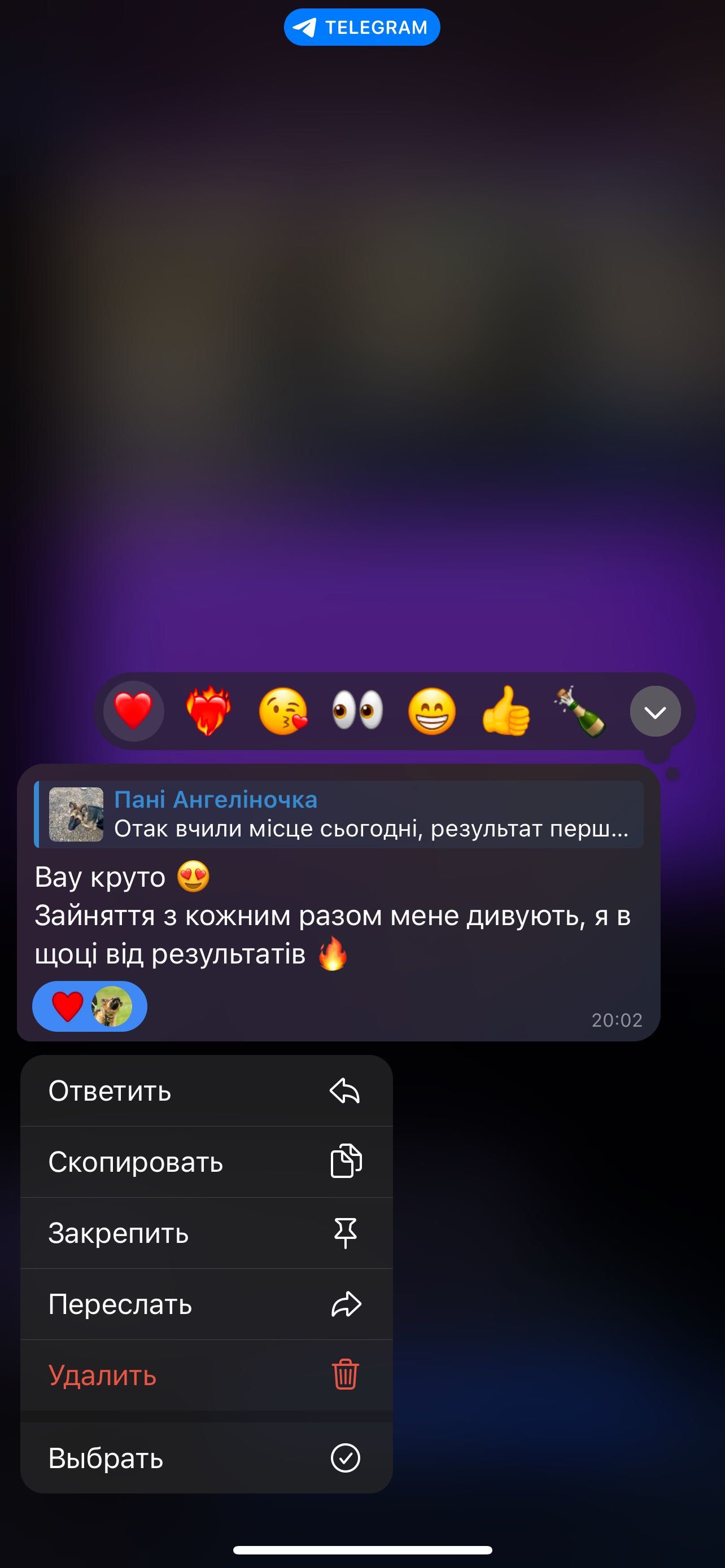 Кінолог | Дресирування собак | Львів