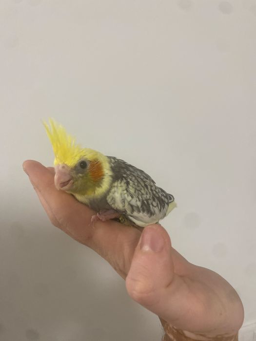 Caturras para criar a mão!