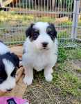 Border Collie FCI tricolor trikolor FCI/ ZKWP