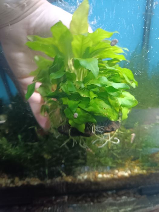 Мох f. Taxifolius, камерун