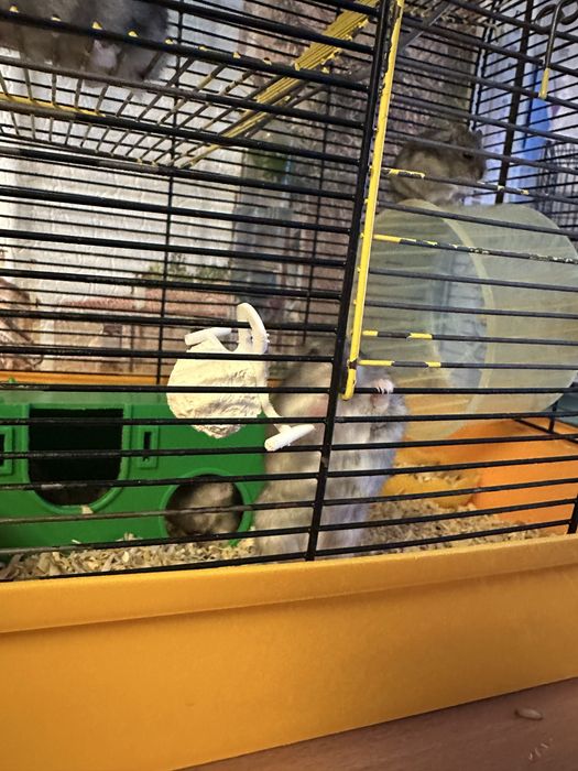 Продам хомяка джунгарика, хомяки джунгарики, джунгарський хомяк