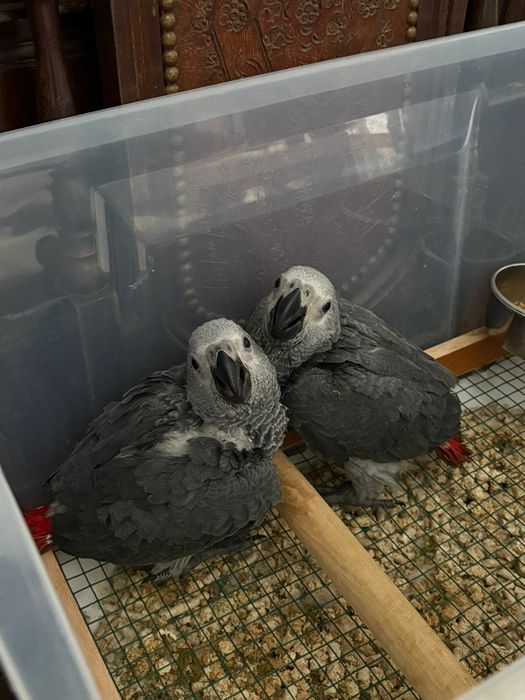 Papagaios bebés.