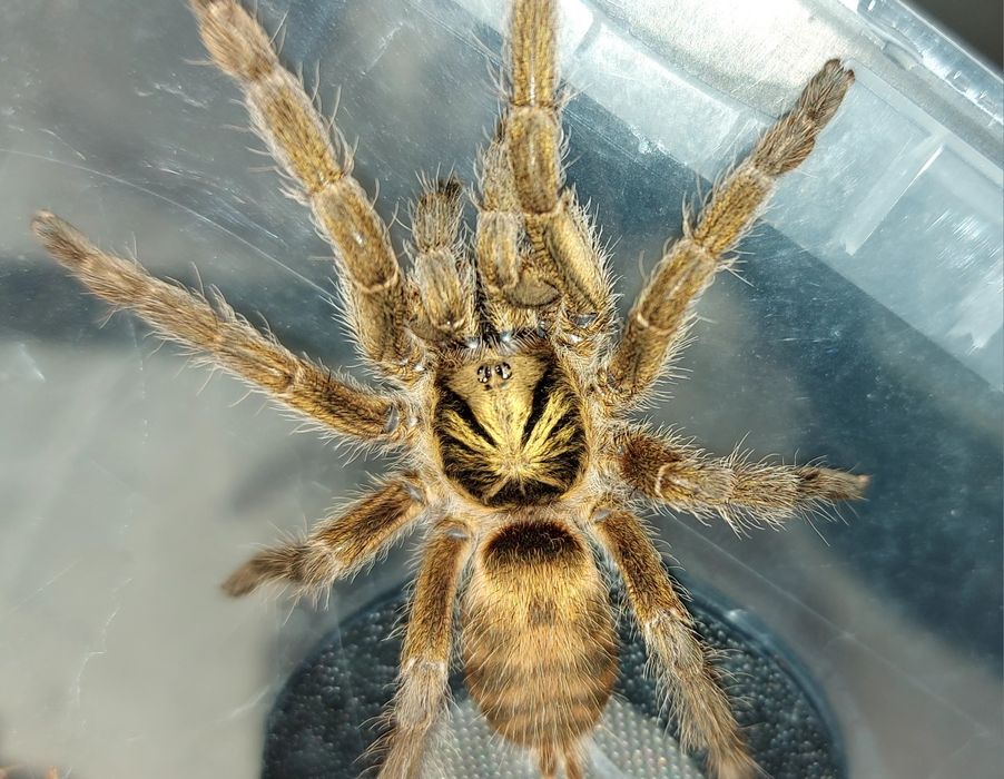 Neoholothele incei classic L1