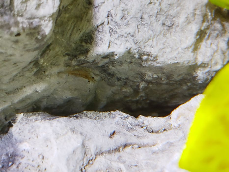 Krewetki zamienię na rybki