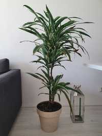 Dracena 1.5m z doniczką Okazja