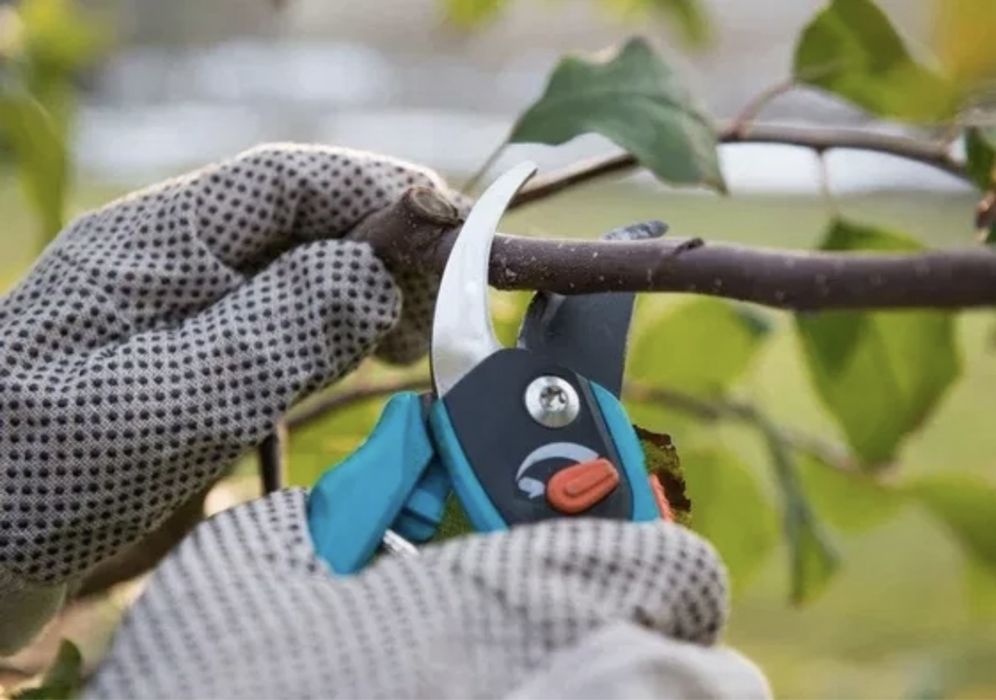 Обрізка дерев, покос трави і прибирання території