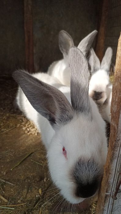 Продам кроликів Каліфорнія