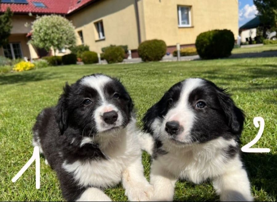 Szczeniaki border collie