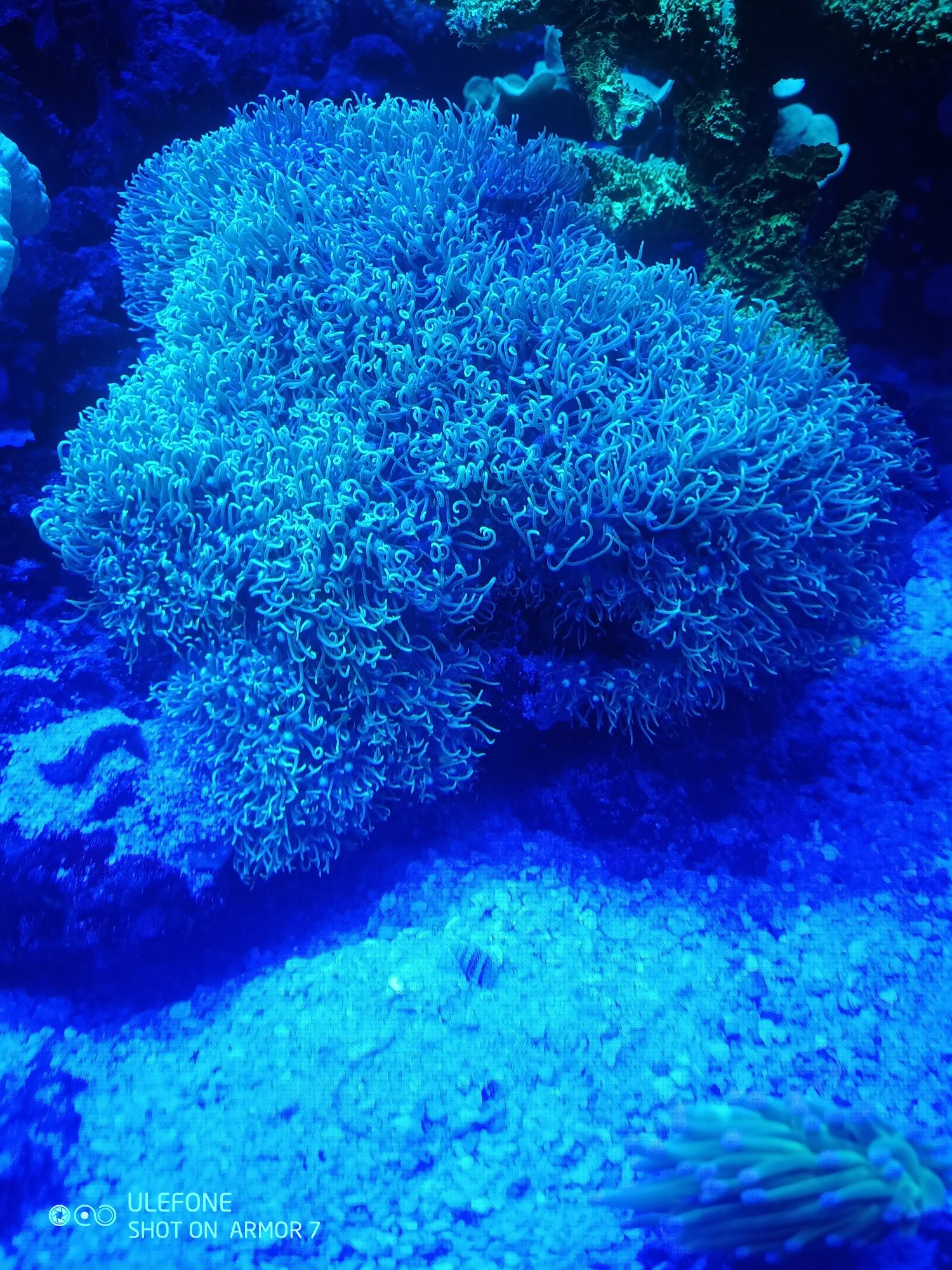 Briareum koralowiec