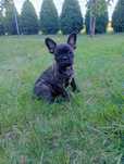 Buldog francuski