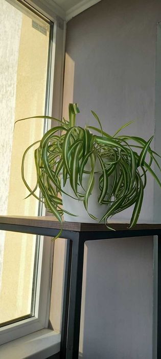 Продам хлорофитум "Бонні"