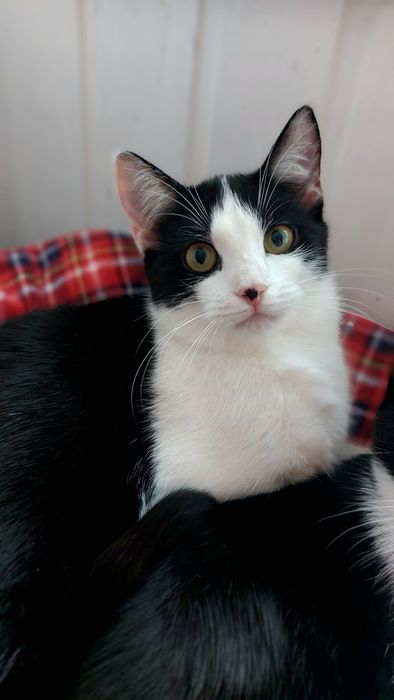 Киця, кішечка, кошеня підліток, котята, котики, коти у добрі руки