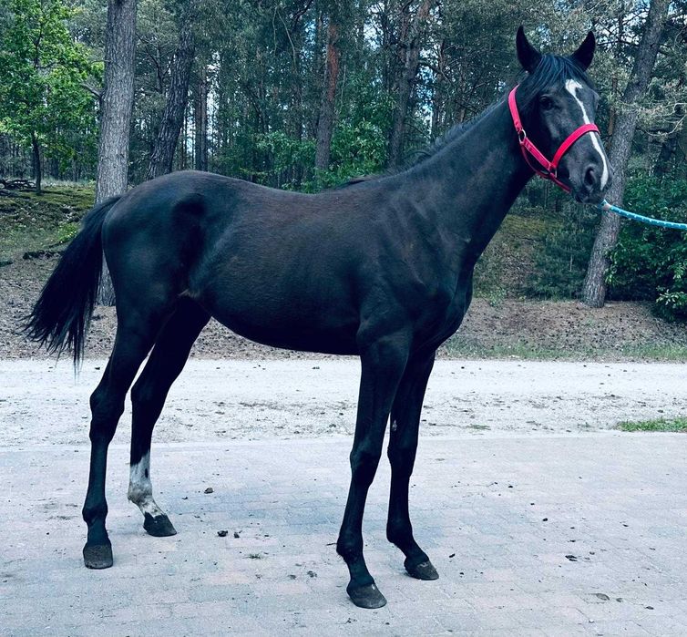 klacz wielkopolska dotacyjna ZORZA programowa