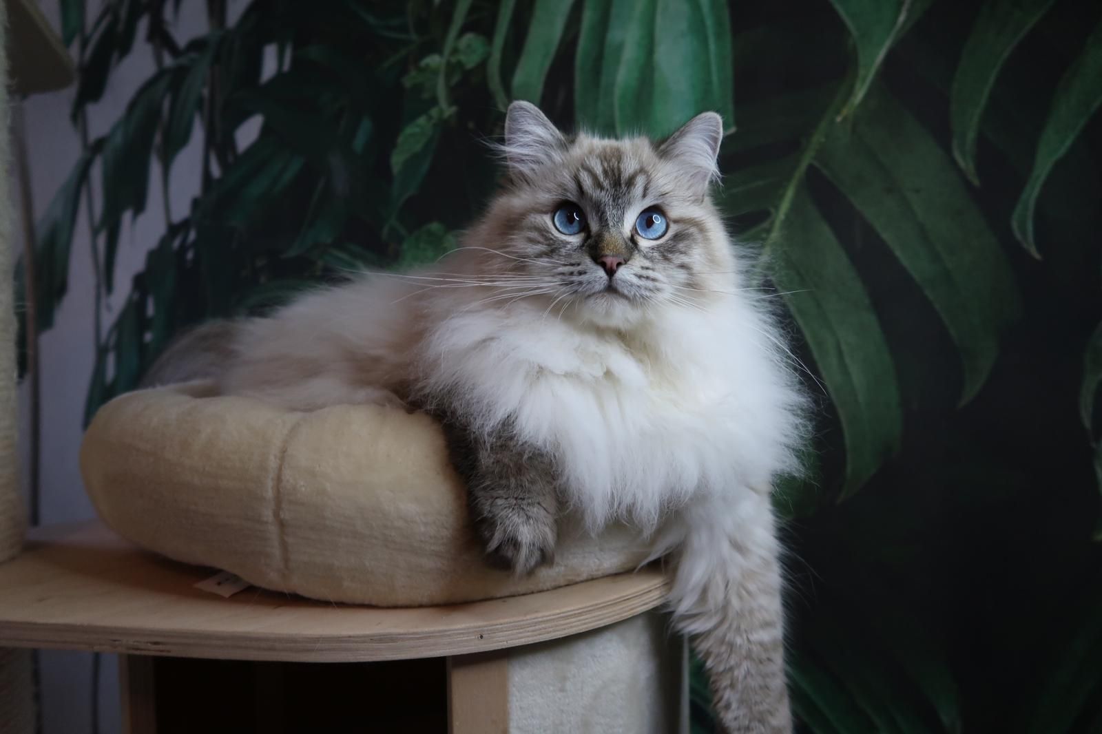 Kocur hodowlany Ragdoll