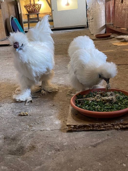 Китайська Шовкова-курчата