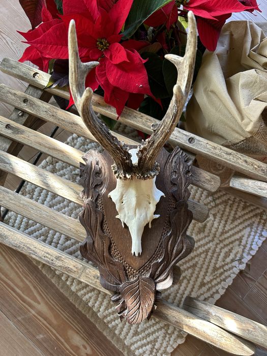 Trofeum myśliwskie/łowieckie jeleń/kozioł z opisem