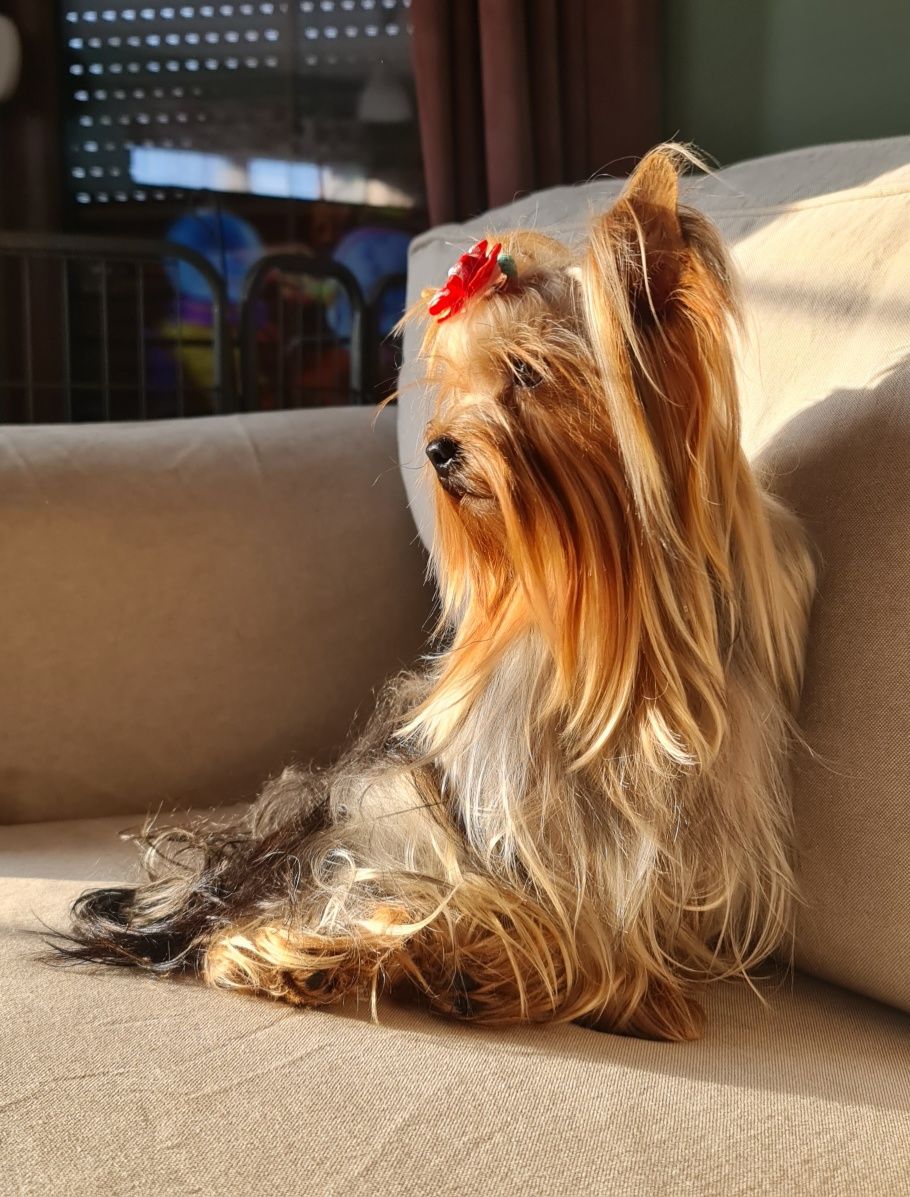 Reproduktor krycie York Yorkshire Terrier pokolenia dna