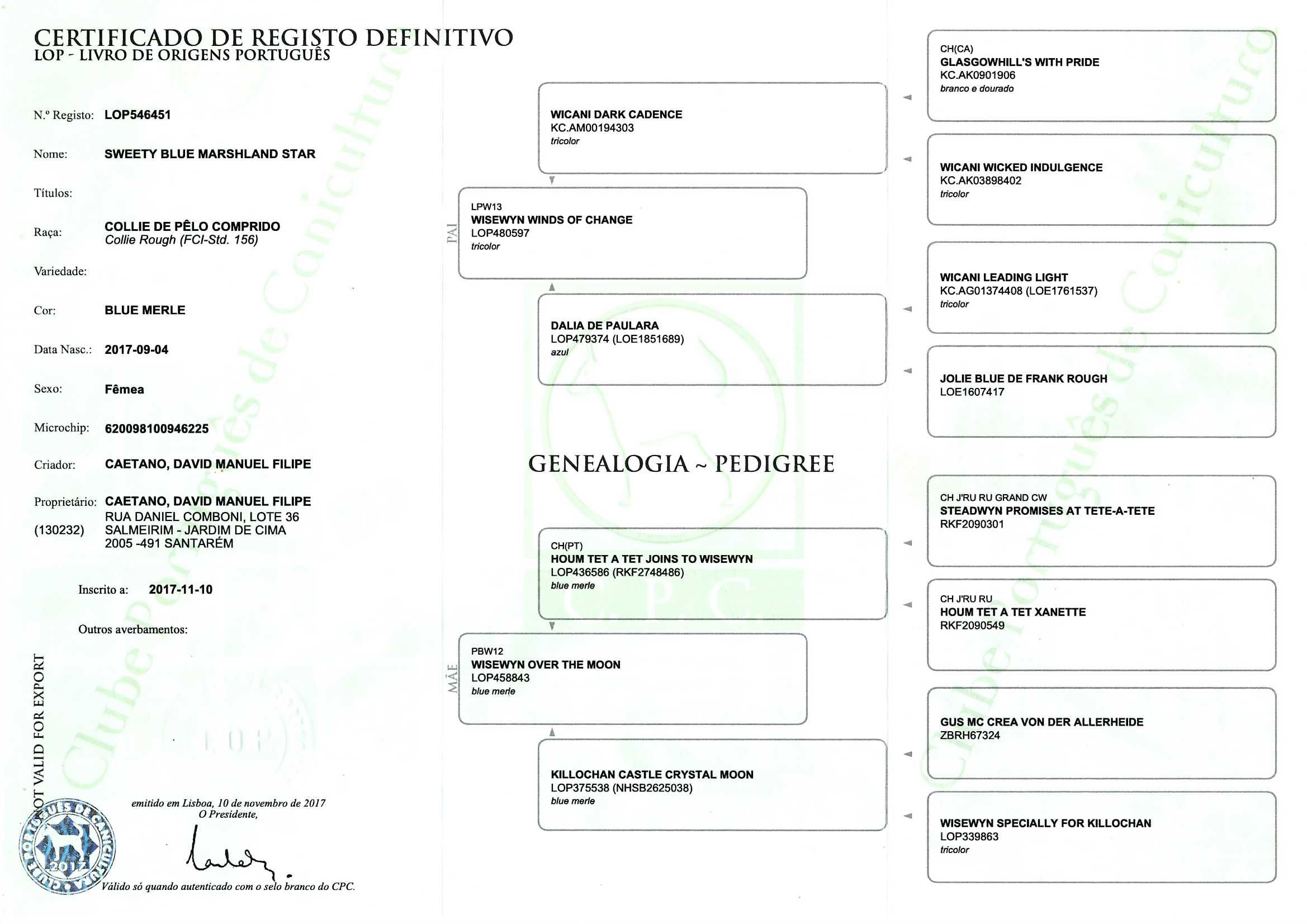 Rough Collie Lassie-para entrega imediata