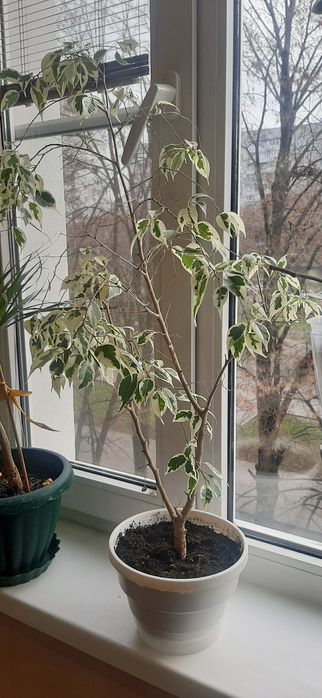 Пррдам фикус Бенджамин