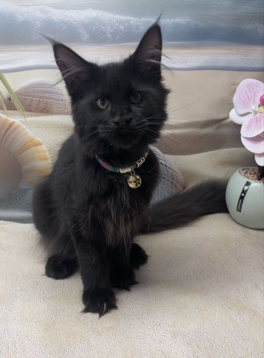 Чисто черный мальчик