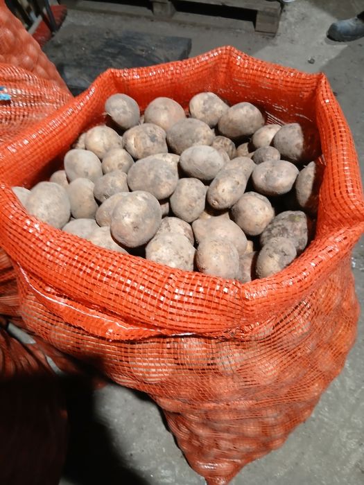 ziemniaki irga wielkości sadzeniaka