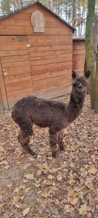 Alpaki samiec/samice